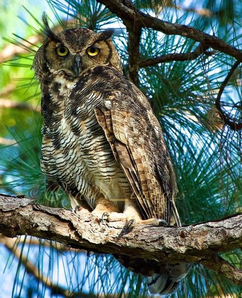 Birds Photography | INSANE STARE 🧐 | Facebook Florida Wildlife, Birds Photography, Great Horned Owl, Bird Photography, Nature Animals, Florida, Birds, Photography, Animals