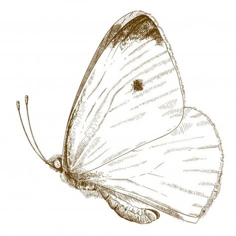 Cabbage Butterfly Tattoo, Small White Butterfly Tattoo, White Butterfly Drawing, Cabbage White Butterfly, White Butterfly Tattoo, Cabbage Butterfly, Borboleta Tattoo, Animal Butterfly, Small Cabbage