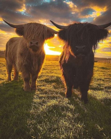 Highlander Cow Wallpaper, Scottish Highland Cow Wallpaper, Highland Cows Wallpaper, Hiland Cow, Highland Cow Aesthetic, Hyland Cows, Fuzzy Cows, Highland Cow Picture, Highland Cow Photography