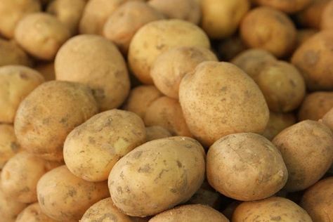 Kennebec Potatoes: Plant Profile and Growing Tips | luv2garden.com Kennebec Potatoes, Seasoned Potatoes, Vegetable Garden Raised Beds, Growing Tips, Parsnips, Raised Beds, Potato Chips, French Fries, Fennel