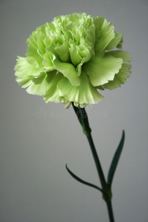 Carnation Flower Colors, Green Carnation Tattoo, Green Carnation Flower, Dianthus Perennial, Matthew Fairchild, Green Carnation, Flora Flowers, Carnation Flower, Flower Landscape