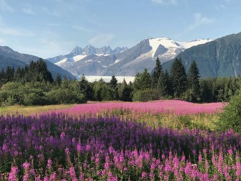 Landscape View, Alaska Landscape, Alaska Mountains Photography, Juneau Alaska Photography, Alaska Sunset, Alaskan Wildflowers, Outside Activities, Pretty Landscapes, Get Outdoors