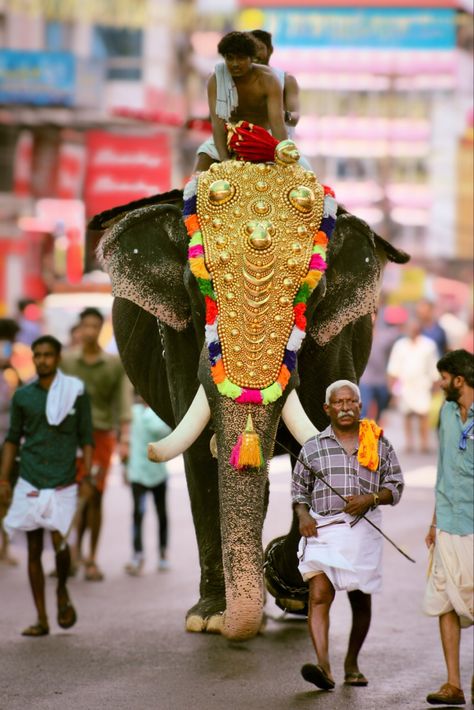 #elephant #kerala #festival #elephantvideos Kerala Elephant, Kerala Festival, Elephant Gif, Elephant India, Indian Festivals, Bulletin Boards, Kerala, Pet Birds, Elephant