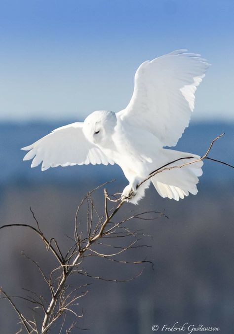 Rare Albino Animals, Owl Species, Owl Photography, Albino Animals, Snow Owl, Owl Pictures, Beautiful Owl, Pretty Animals, Majestic Animals