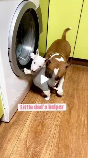 Svitlana Novytska on Instagram: "How did we live before without such an assistant? 🤪 She is always there, always involved in all family matters😉🤭  Miniature bull terrier  𝑩𝑬𝑳𝑳𝑬 𝑻𝑬𝑹𝑹𝑨 𝑽𝑰𝑽𝑨 1,5 months old   We love this little funny girl very much❤️❤️❤️" Bull Terrier Funny, Miniature Bull Terrier, Funny Girl, Family Matters, 5 Months, Cuteness Overload, Bull Terrier, Love This, Miniatures