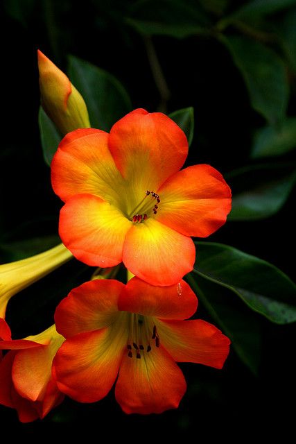 Referente de otro aspecto a tener en cuenta para el desarrollo de la pieza audiovisual ( la flora ) Asimismo, referente de colores y texturas. Rainforest Flowers, Tropical Garden, Exotic Flowers, Flower Beauty, Flowers Nature, Beautiful Blooms, Flower Pictures, Tropical Flowers, Orange Flowers