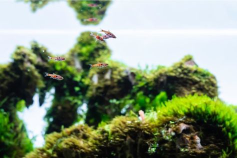 There are so many possibilities for stocking a 10-gallon aquarium. Take a look at our list of cookie cutter setups to pick your favorite fish and plants. Amano Shrimp, Community Tanks, Short Plants, Banana Plants, Big Plants, Hiding Spots, Tall Plants, Freshwater Aquarium, Aquatic Plants