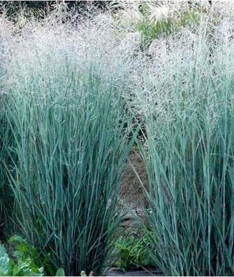 Nepeta Walkers Low, Plant Schedule, Aerial Plants, Silver Plants, Euonymus Fortunei, Panicum Virgatum, Silver Carpet, Harmony Design, Perennial Grasses