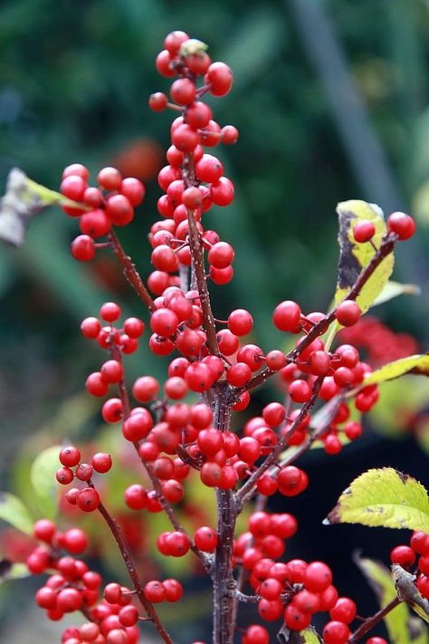 Winterberry is a native plant that will add a splash of color to your winter landscape as well as provide a welcome buffet for wildlife. Winterberry Bush, Winterberry Holly, Winter Berry, Forest Tattoos, Berry Bushes, Forest Plants, Forest Illustration, Dry Creek, Forest Garden