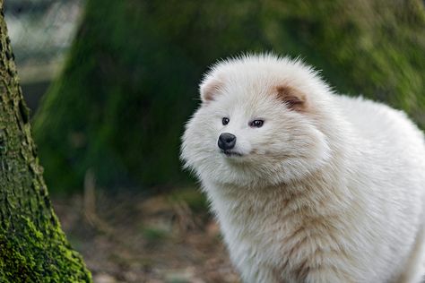 The raccoon dog, also known as the mangut or tanuki, is a canid indigenous to East Asia. It is the only extant species in the genus Nyctereutes. It is considered a basal canid species, resembling ancestral forms of the family. White Raccoon, Japanese Raccoon Dog, Rare Albino Animals, Albino Animals, Raccoon Dog, 8bit Art, Rare Animals, Rare Beauty, Wild Dogs