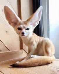 Fenic Fox, Zorro Fennec, Fennec Fox Pet, Fox Memes, Fox Pictures, Fennec Fox, Animals Pictures, Awesome Animals, Pet Fox