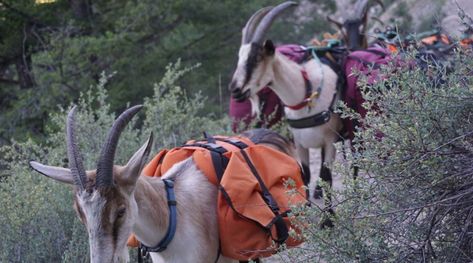 pack goat saddle for 4h competitors and for Nigerian dwarfs Goats For Sale, Small Goat, Mini Goats, Goat Kidding, Running Pack, Packing Kids, A Goat, Baby Goats, Small Breed