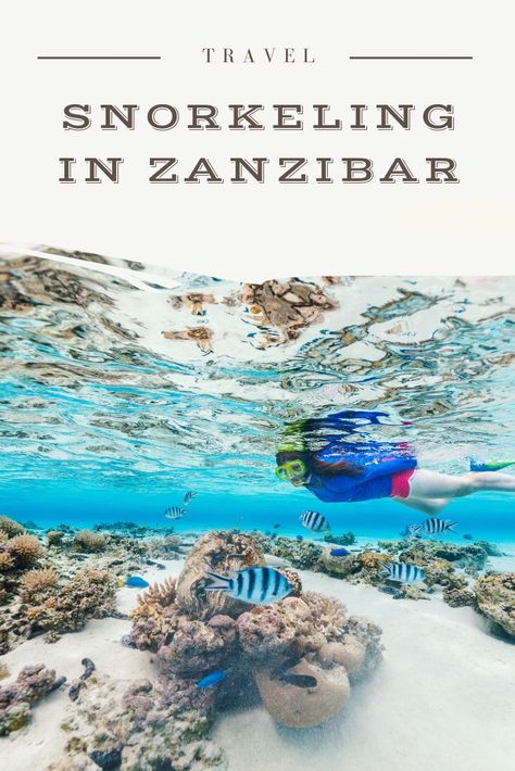 The Best Snorkeling In Zanzibar 2024: The Ultimate Guide - Two Get Lost Zanzibar Snorkeling, Zanzibar Travel, Colourful Fish, Adventure Trips, Stone Town, Best Snorkeling, Tanzania Safari, Honeymoon Hotels, Safari Park