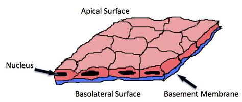 Small diagram of the basic structure of a tissue: basement membrane, nucleus, apical surface. Simple Squamous Epithelium, Squamous Epithelium, Anatomy And Physiology 1, Epithelial Tissue, Basement Membrane, Davidson College, Internal Organs, Body Tissues, Technical Skills