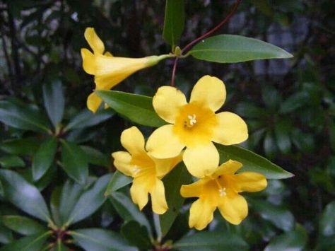 Yellow Jessamine, Carolina Jasmine, Charleston, Art Reference, Roses, Yellow, Flowers, Art