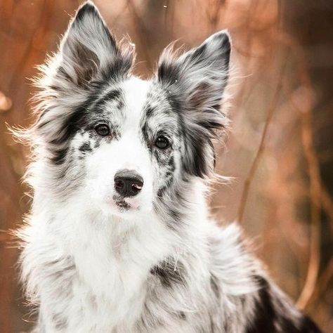 100 Unique Names for Blue and Merle Dogs Border Collie Merle, Collie Puppies, Border Collie Puppies, Labrador Retriever Puppies, Border Collie Dog, Australian Shepherds, Yorkshire Terrier Puppies, Pretty Dogs, Blue Merle