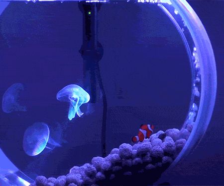 Mini Jelly Fish Tank Jelly Fish Tank Home, Pet Jellyfish Tank, Jellyfish Tank Aquarium Home, Fish Stimboard, Ocean Stimboard, Aquarium Gif, Jellyfish Tank Aquarium, Jellyfish Gif, Bioluminescent Jellyfish