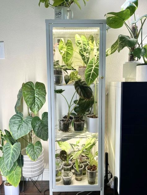 Baggebo — Shop — Modern Aqua Ikea Baggebo, Skådis Ikea, Plant Cabinet, Greenhouse Cabinet, Ikea Pegboard, Acrylic Shelves, Plant Installation, Small Room Design Bedroom, Indoor Greenhouse