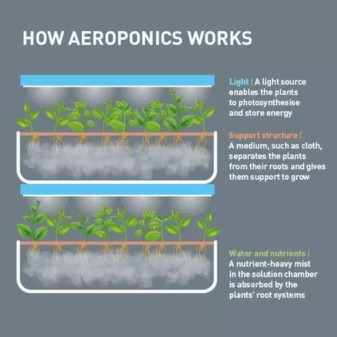 This aeroponics farm could be the future of food in Jordan | World Economic Forum Aeroponic Gardening, Aeroponic System, Azaleas Garden, Free Gas, Vertical Farming, Aquaponics System, Root Growth, Hydroponics System, Plant Supports