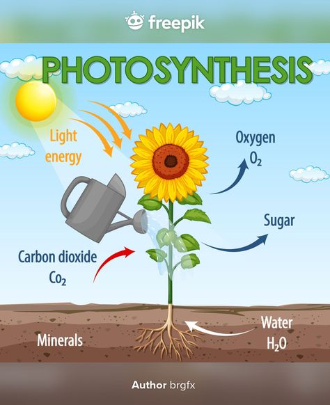 Diagram showing process of photosynthesi... | Premium Vector #Freepik #vector #food #tree #water #education Process Of Photosynthesis, Photosynthesis Activities, Plant Vector, Plant Cell, Diagram Design, Drawing Process, Plant Drawing, Plant Lighting, Intelligent Design