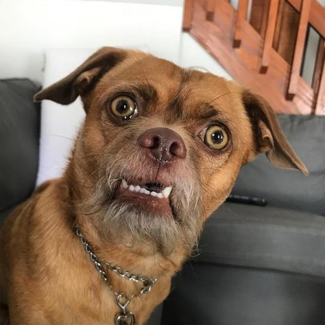 Bacon the Dog Instagram, Chihuahua Mix with Expressive Face | PEOPLE.com Funny Animal Faces, Body Draw, Transparent Fish, Laughing Animals, Funny Dog Faces, Dog Expressions, Funny Expressions, Funny Animal Photos, Funny Dog Memes