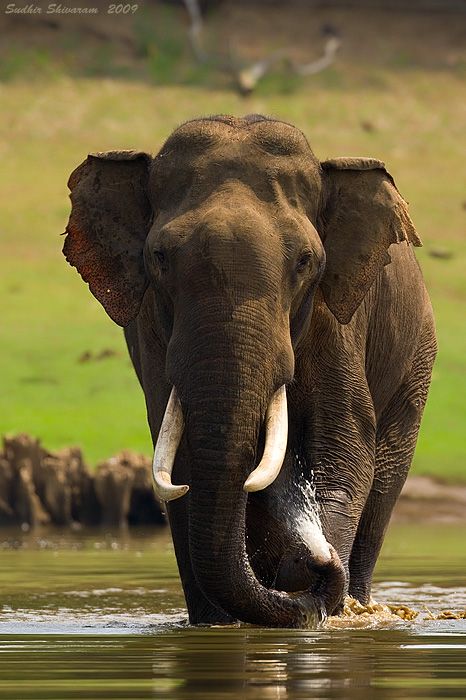 Asian Elephant (all elephants are endangered) African Forest Elephant, African Bush Elephant, Elephant Photography, Tattoo Nature, Animals Tattoo, Elephant Rock, Elephant Images, Elephant Pictures, Elephants Photos