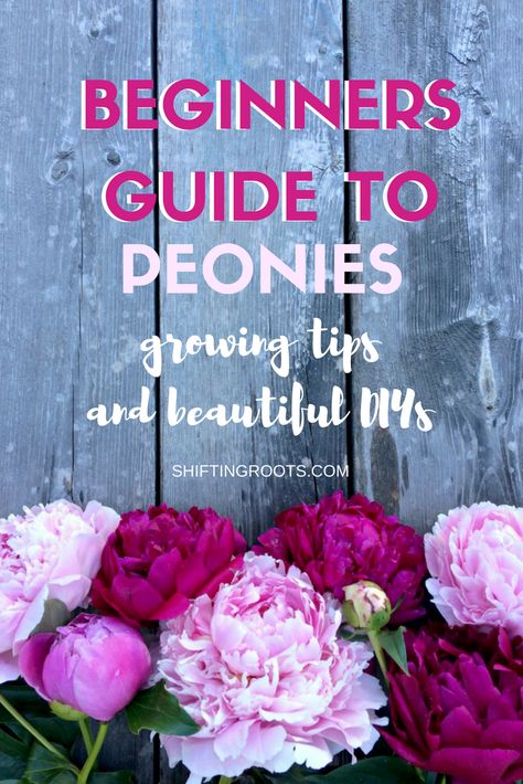 For two weeks every summer I am blessed with gorgeous pink and white peonies. Learn how to grow beautiful peonies in your front yard, the best way to cut them, and how to store them for later. Lots of DIY ideas including bridal bouquets, wedding flowers, fun arrangements, and even some beautiful floral hoop wreaths. Pink And White Peonies, Hoop Wreaths, Beautiful Peonies, Growing Peonies, Bouquets Wedding, Meteor Garden 2018, Garden Types, Growing Tips, Cut Flower Garden