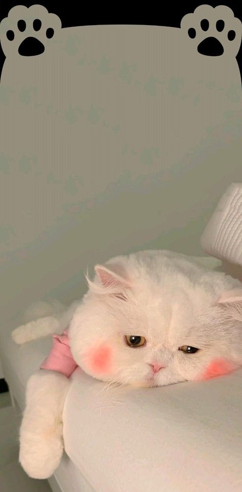 Walpapers Cute, Cute Mobile Wallpapers, Iphone Wallpaper Kawaii, Cute Tumblr Wallpaper, Cute Cat Wallpaper, Cute Cats Photos, Cartoon Wallpaper Iphone, Cat Aesthetic, Cat Wallpaper