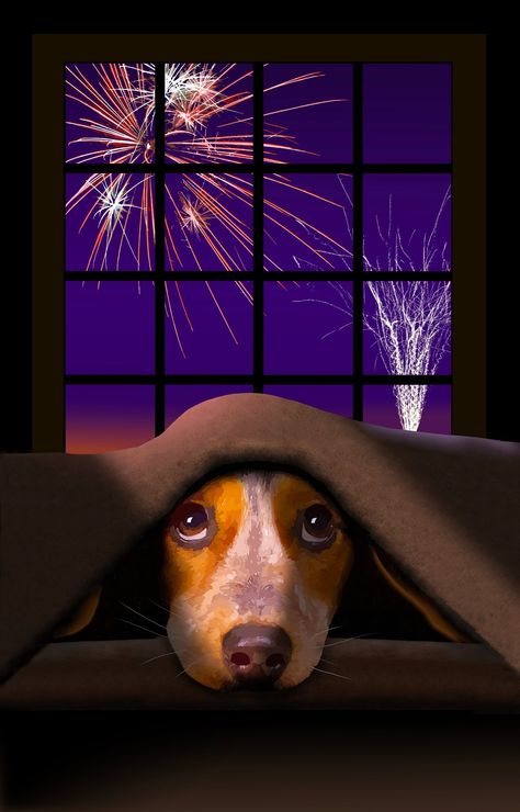 America's Obsession with Fireworks and Dogs: The Dangers and How to Protect Your Dog - FamilyPooch Click here for more tips - https://familypooch.com/blogs/news Dog Scared Of Fireworks, Dog Scared, Dogs And Fireworks, Meme Dog, Beagle Art, Window Illustration, Dog Meme, Outside The Window, Baby Horses