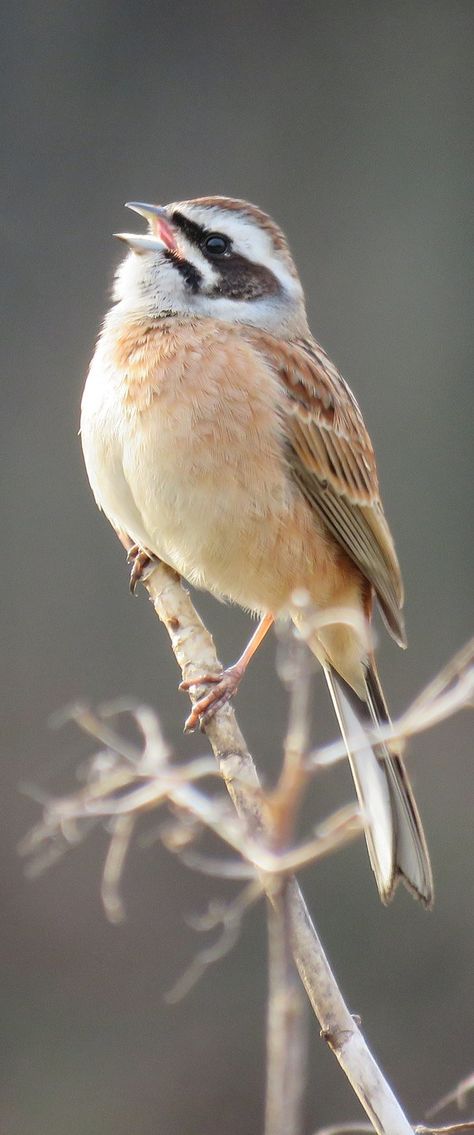 Picture of a bunting bird. #Birds #Animals #BeautifulBirds #Bunting Bunting Bird, Cats Videos, Adorable Kittens, Bird Perch, All Birds, Bird Pictures, Amazing Facts, Little Birds, Bird Species