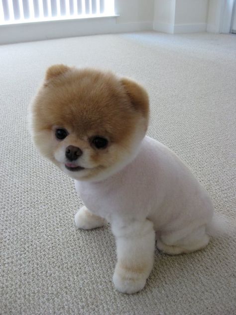 His name is Boo :) Boo The Cutest Dog, Boo Puppy, World Cutest Dog, Boo The Dog, Cutest Puppy Ever, Cute Dog Photos, Very Cute Dogs, Bear Dog, Pomeranian Dog