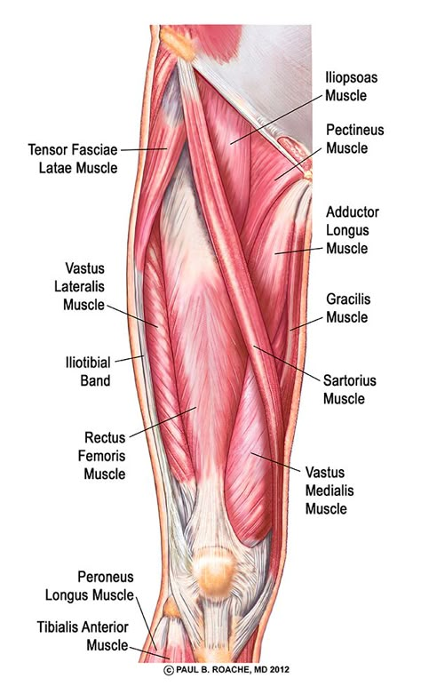 Yoga and Your Hips, Part II | Jason Crandell Vinyasa Yoga Method Anterior Thigh Muscles, Psoas Iliaque, Body Muscle Anatomy, Anatomy Muscles, Hip Anatomy, Muscles Anatomy, Leg Anatomy, Human Muscle Anatomy, Bolesti Chrbta