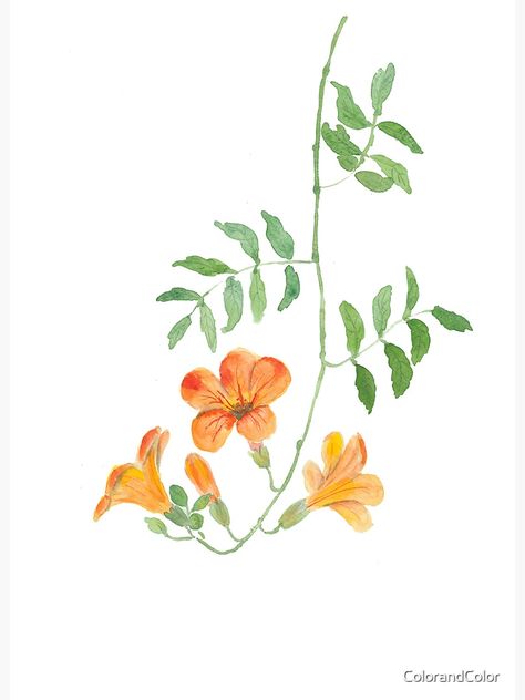 "orange trumpet vine watercolor " Art Board Print for Sale by ColorandColor | Redbubble Trumpet Vine Illustration, Trumpet Vine Drawing, Painted Vines And Flowers, How To Paint Vines, Vine Painting Simple, Creeper Tattoo, Orange Trumpet Vine, Girls Chair, Vine Watercolor