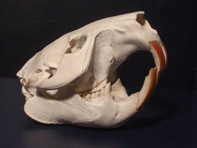 Beaver skull Over one third of all mammal species are rodents . By almost any reasonable measure, they are the most successful of all th... Beaver Skull, Garri Potter, Canine Tooth, Small Mammals, Jack Rabbit, Young Animal, Animal Bones, House Mouse, Primates