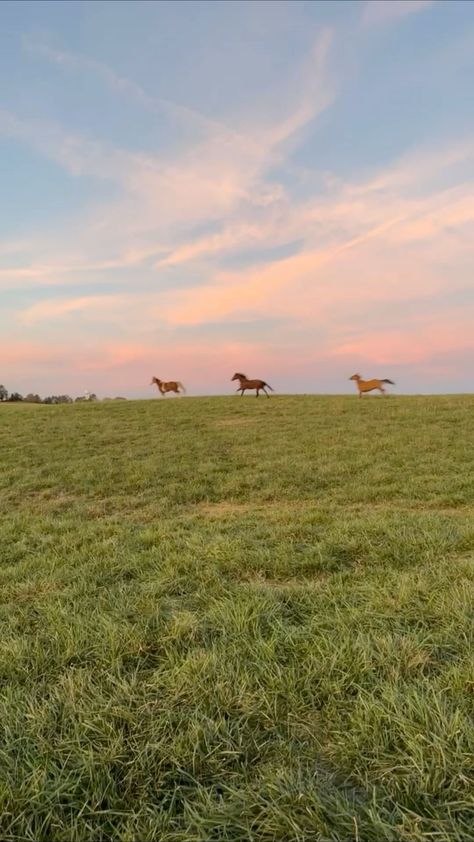 Fall Horse Wallpaper, Country Wallpaper Aesthetic, Country Aesthetic Wallpaper, Horses In Pasture, Kentucky Summer, Horses Sunset, Ranch Aesthetic, Cowgirl Wallpaper, Farm Sunset