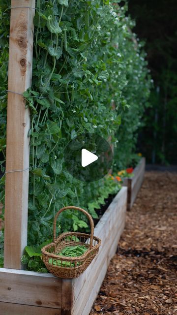 Tasha Medve | 🌿sustainable living on Instagram: "👇growing peas tips below👇  We decided to make a statement in the garden with our trellises. We have had many diy, bamboo sticks and metal trellises that have never been strong enough for the peas so this is a trellis that will last for a very long time! Link in bio for the free DIY trellis PDF  I'll be starting to plant peas in the ground over the next three weeks. I'm zone 9 in Canada   If your peas will be in full sun then plant (this month) if your last frost date is mid April like mine. I'll be planting one trellis this week and the other in 3 weeks. My peas need the sun to shift a little bit more in the part shade bed.  Plant the peas on each side of a trellis for maximum yield and a full look   Look at the varieties!👇  🫛Shelling p Pea Plant Trellis, Diy Pea Trellis, Pea Trellis Ideas, Plant Pumpkins, Grow Vertically, Pea Trellis, Diy Bamboo, Growing Peas, Metal Trellis