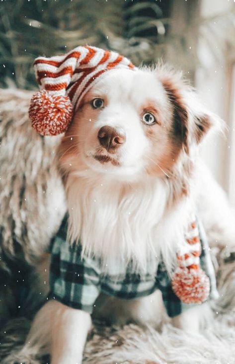 Fun dog Christmas hat deco inspiration cute funny humor phone wallpaper music playlist love songs compilation Dua Lipa Calvin Harris Christmas Animals Aesthetic, Dog Photography Christmas, Christmas Aesthetic Dog, Dog Christmas Wallpaper, Christmas Dog Treats Homemade, Christmas Dog Wallpaper, Christmas Dog Photoshoot, Christmas Dog Illustration, Dog Treats Christmas