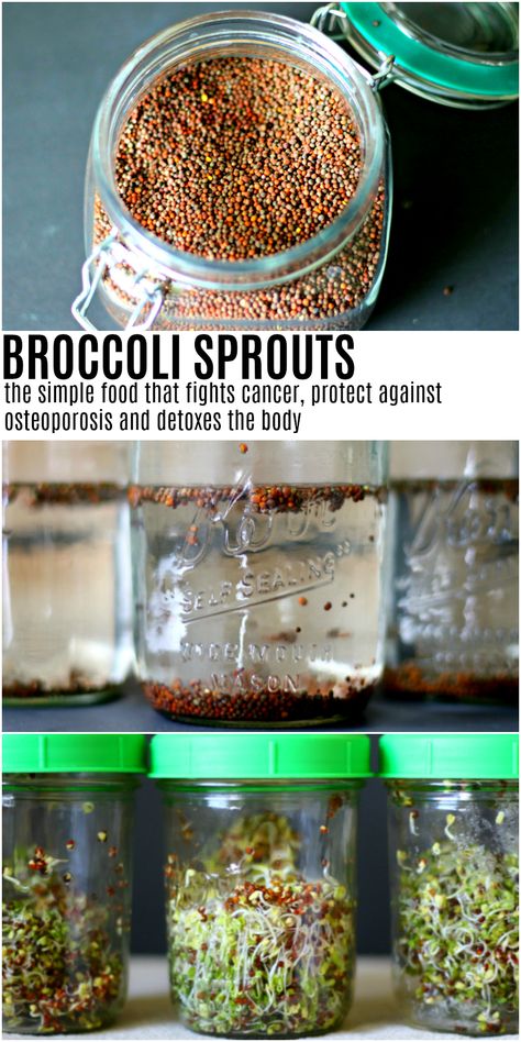 Broccoli Sprouts Health Benefits & Uses - The Coconut Mama Sprouts Health Benefits, How To Grow Broccoli, Grow Broccoli, Quick Vegetarian Recipes, Growing Broccoli, Broccoli Benefits, Growing Sprouts, How To Make Broccoli, Collage Images