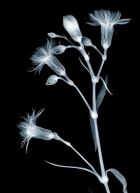 Carnation Flower Photography, Carnation Photography, Kellan Jett, Peony Xray Flower, Chrysanthemum Flower Xray, Xray Flower, Scanned Flowers Photography, Cyanotype Printing, Prehistoric Planet