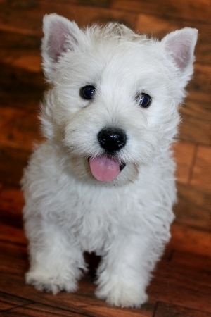 Purebred West Highland White Terrier Puppies florida, west palm beach. Purebred West Highland White Terrier Puppies.We have a very beautiful AKC .. #219741 Westie Puppies For Sale Near Me, Westie Puppies For Sale, West Highland Terrier Puppy, Scottish Terrier Puppy, West Terrier, Nanny Dog, Westie Puppies, West Palm Beach Florida, Highland Terrier