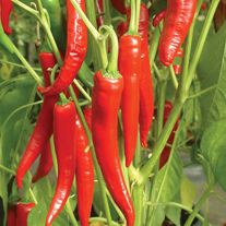 Pepper (Grafted) Big Devil (Hot) Turnip Salad, Chilli Plant, Vegetable Pictures, Planting Onions, Hot Peppers, Pepper Plants, Fruit Photography, Veg Garden, Pepper Seeds