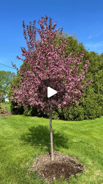 19K views · 1.9K likes | Kaleb Wyse on Instagram: "This Royal Raindrops crabapple tree is one of my favorites! Here’s why I love it!" Weeping Crabapple Tree, Royal Raindrops Crabapple, Coralburst Crabapple Tree, Showtime Crabapple Tree, Royal Raindrops Crabapple Tree, Dolgo Crabapple Tree, Flowering Crabapple, Crabapple Tree, Beautiful Yards