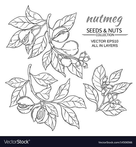 Book Page Flowers, Tea Labels, Chat Kawaii, Branch Vector, Images Kawaii, Book Flowers, Plant Drawing, Mini Drawings, Coloring Book Pages