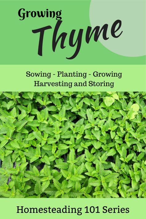 English Thyme, Growing Thyme, Thyme Plant, Types Of Christmas Trees, Types Of Herbs, Kitchen Herbs, Sustainable Garden, Gardening Advice, Garden Pictures