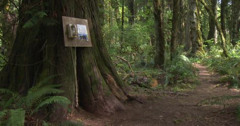 Making phone calls to the departed - CBS News Whisper Phones, Lost Loved Ones, Evergreen State, The Departed, Rotary Phone, The Pacific Ocean, Light Wave, Old Phone, University Of Washington