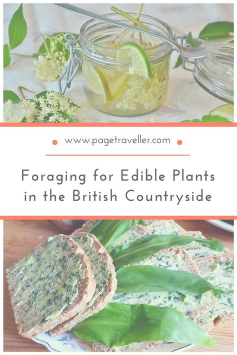 Spring Foraging, Foraging Guide, Wild Foraging, Wild Food Foraging, Elderflower Cordial, Foraging Recipes, Edible Wild Plants, Foraged Food, Ireland Scotland