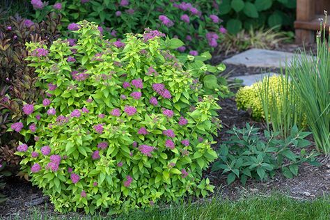 5 Top-Rated Shrubs for Easy Maintenance Landscapes | Proven Winners Spirea Japonica, Spirea Plant, Spirea Bush, Spirea Shrub, Low Maintenance Shrubs, Bush Garden, Garden Shrubs, Proven Winners, Summer Plants