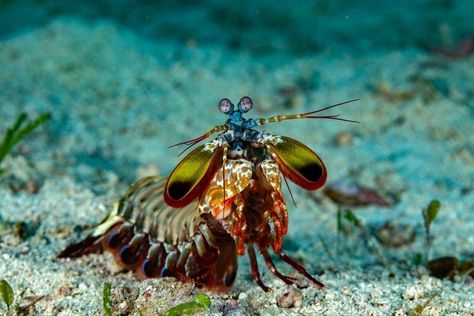 Mantis Shrimp Aesthetic, Mantis Shrimp Art, Prey Mantis, Peacock Mantis Shrimp, Alien Tank, Mantis Shrimp, Water Life, The Peacock, Crustaceans