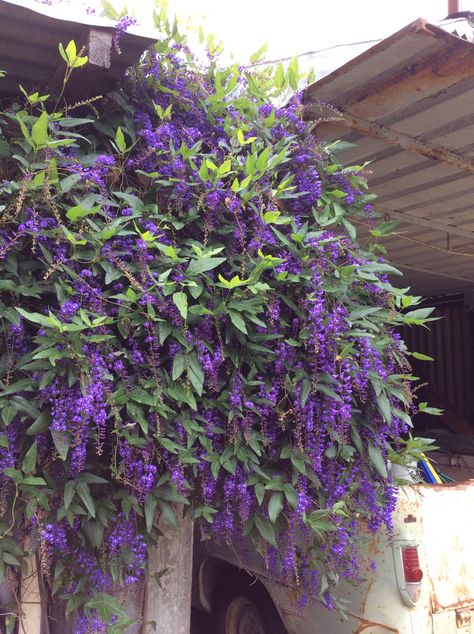 Hardenbergia Violacea Happy Wanderer Vine, Happy Wanderer Plant, Hardenbergia Violacea, Vine Fence, Homesteading Life, Garden Vase, Arizona Gardening, Plant Names, Amazing Plants