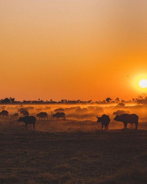 Ever wondered if waking up at 5:00am is worth it? On safari, it absolutely is! And we always recommend doing so for two very good reasons: 🌅 Nothing beats an African sunrise. Watching the golden hues flood the savannah is truly magical. 🌅 This is prime time - when animals are most active. You’re bound to see some incredible sightings on your game drive! And there’s something about the stillness of the bush that makes those early wake-up calls surprisingly easy. Perhaps it’s the anticip... African Savannah, African Sunrise, Wake Up Call, Prime Time, Wake Up, Savannah Chat, Wonder, The Incredibles, Animals